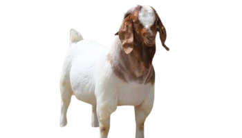 Totapari Goat Suppliers