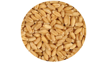 Wheat Grains Suppliers in Sahjanwa