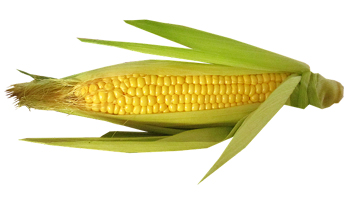 Sweet Corn Suppliers in Tulsipur