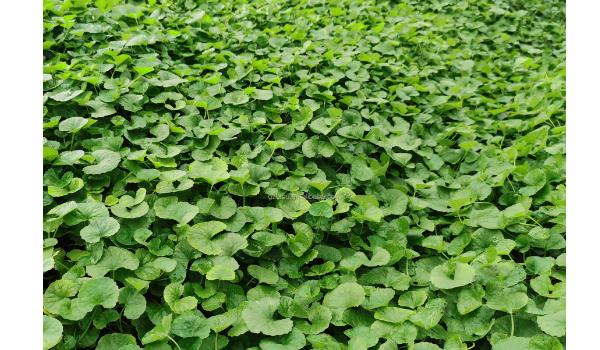 Centella Asiatica Suppliers