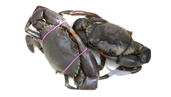 Live Crab Suppliers in Thiruthuraipoondi