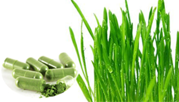 Wheat Grass Capsules Suppliers