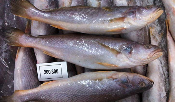 Silver Croaker Fish Suppliers