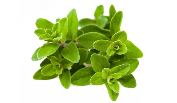 Marjoram Herb Suppliers