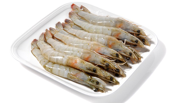 Shrimp Suppliers