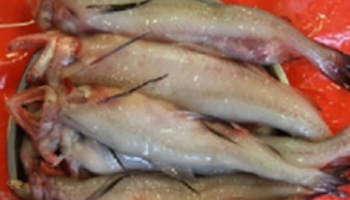 Bombay Duck Fish Suppliers