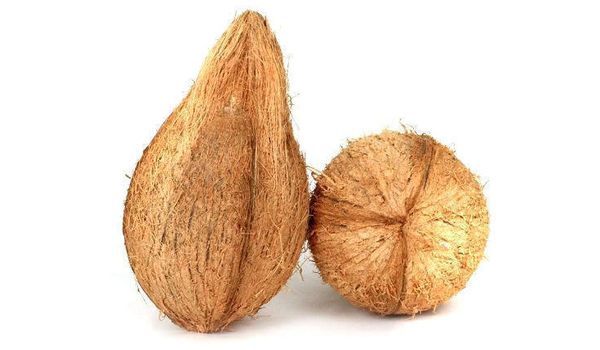 Dried Coconut Suppliers