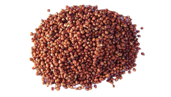 Jowar (Sorghum) Suppliers