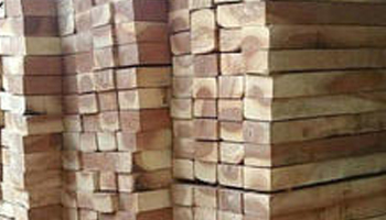 Babool Wood Suppliers