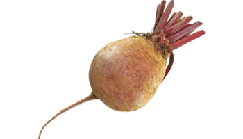 Beetroot Suppliers in Salaya