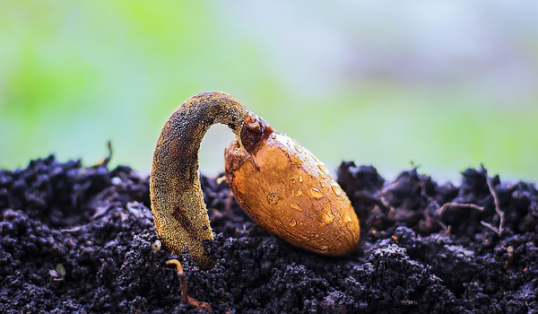 Seeds and Plant Saplings Suppliers in Kavali