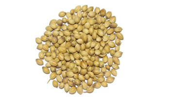 Coriander Seeds Suppliers in Rajahmundry