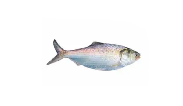 Fresh Hilsa Fish Suppliers