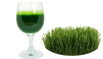 Wheatgrass Juice Suppliers