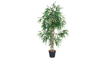 Bamboo Plants Suppliers