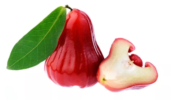 Rose Apple Suppliers in Sira