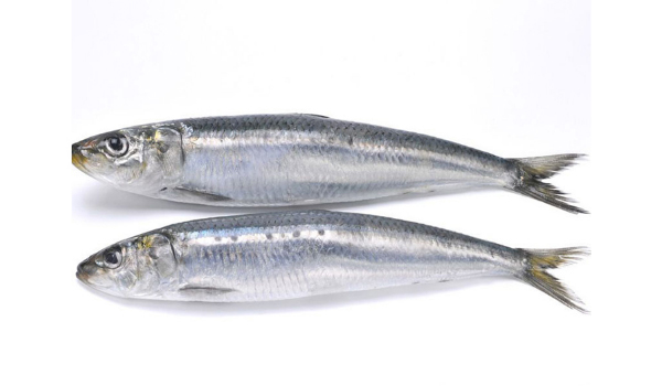 Sardine Fish Suppliers