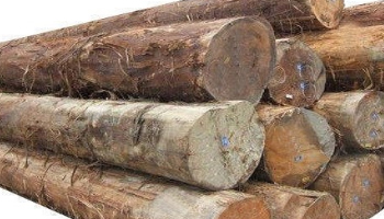 Eucalyptus Wood Suppliers