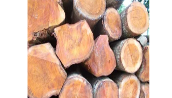 Mahogany Wood Suppliers