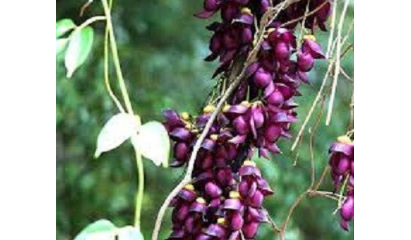 Mucuna Pruriens Suppliers