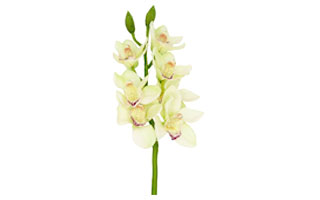 Orchid Flower Suppliers