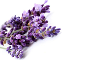 Lavender Flower Suppliers