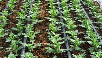 Micro Irrigation System Suppliers in Jordan