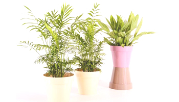 Indoor Plants Suppliers in Mira Bhayandar