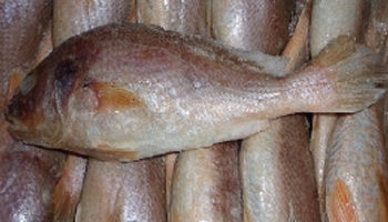 Frozen Sea Foods Suppliers