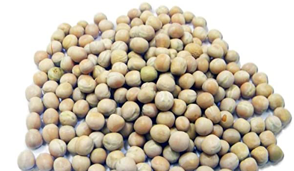 White Pea Beans Suppliers in Morshi