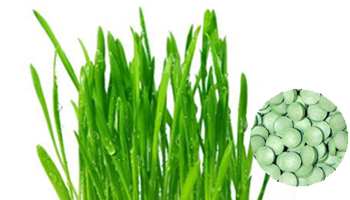 Wheatgrass Tablet Suppliers