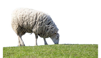 Sheep Feed Suppliers