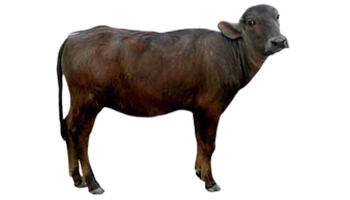 Buffalo Calf Suppliers