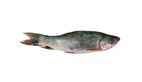 Freshwater Fishes Suppliers