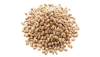 Animal Barley Suppliers