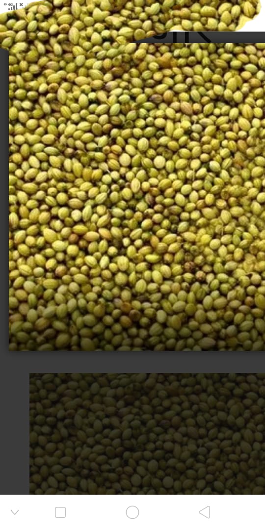 Top Quality Organic Coriander seeds from Gurukripa Trading Co