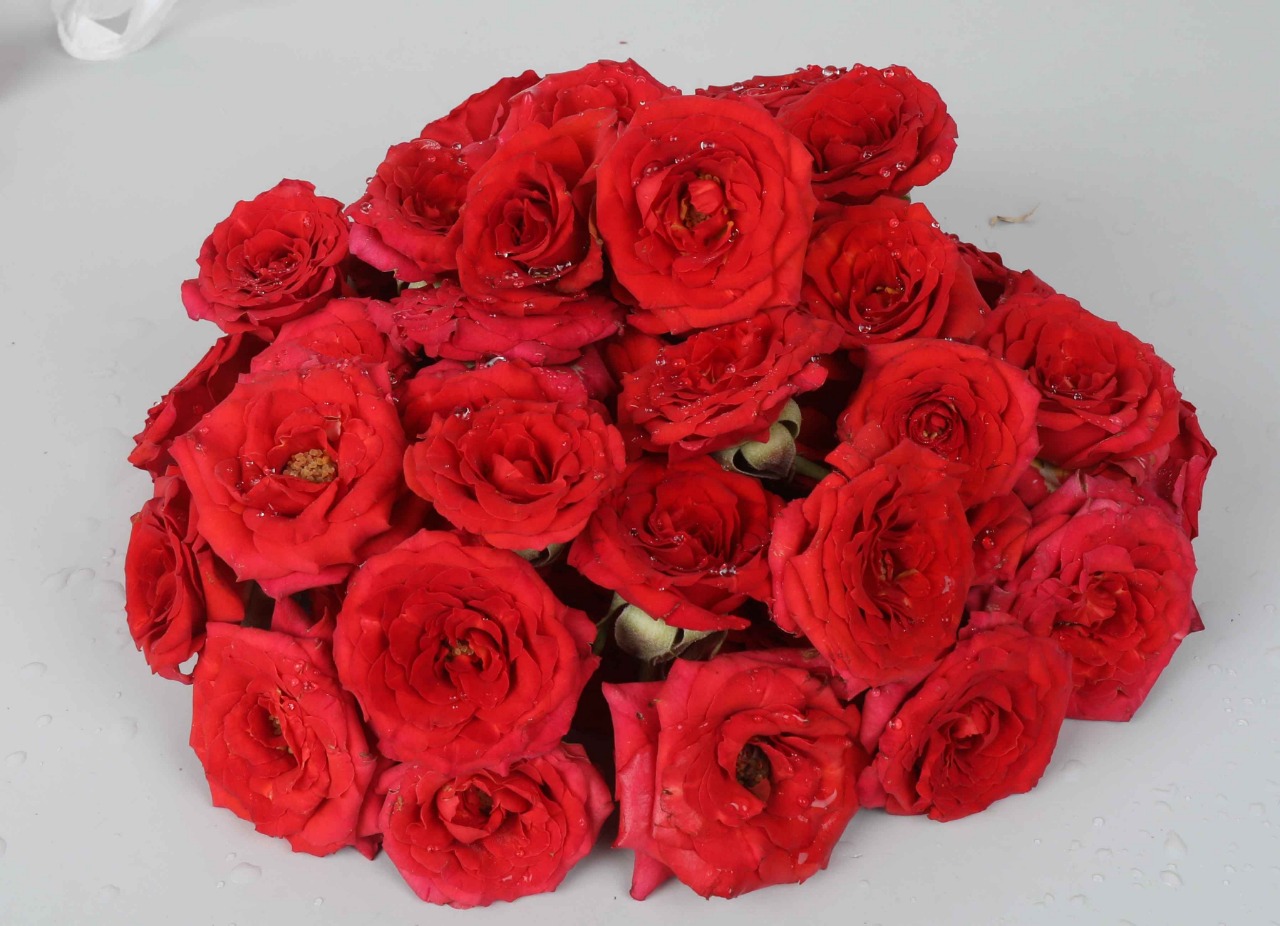 Assorted Rose Flowers