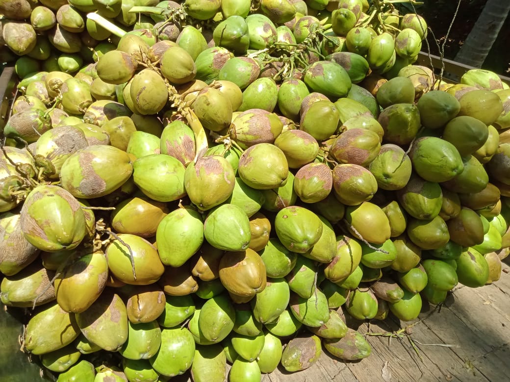 Export Quality Medium Size Tender Coconut from Sri Mahalakshmi Coconuts