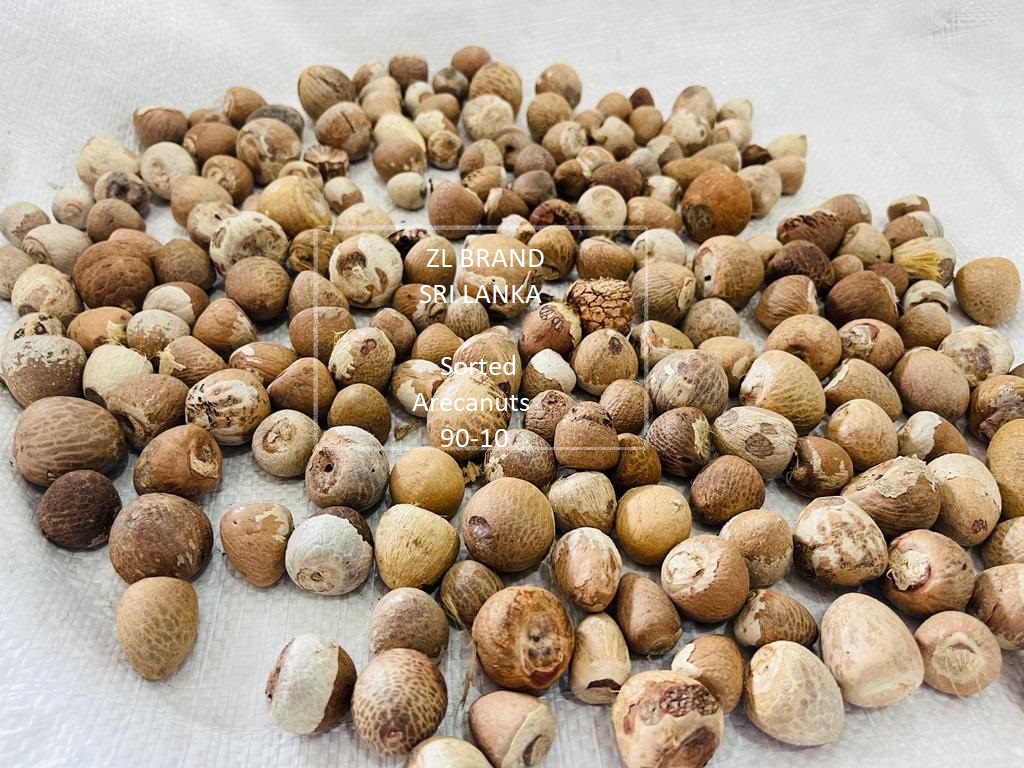 Arecanuts Betel nuts  Betelnut Supari Burmese supari Burma gota Burma gotta Srilanka arecanut