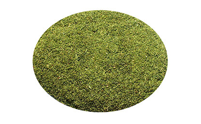 Dill from Egy Herbs