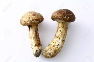 Matsutake from Mediterrane Trade 