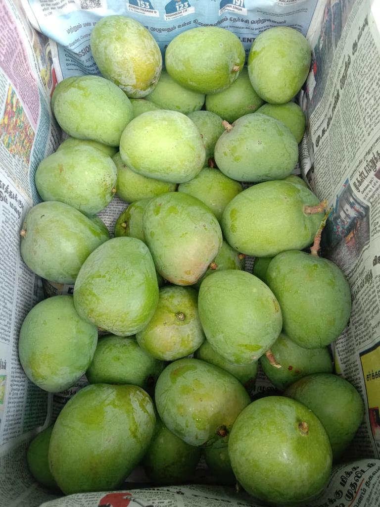Top Quality Raw Mango from B13 Exports