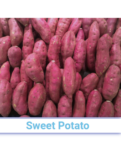 Fresh A Grade Sweet Potato - Pan India from SRG EXIM