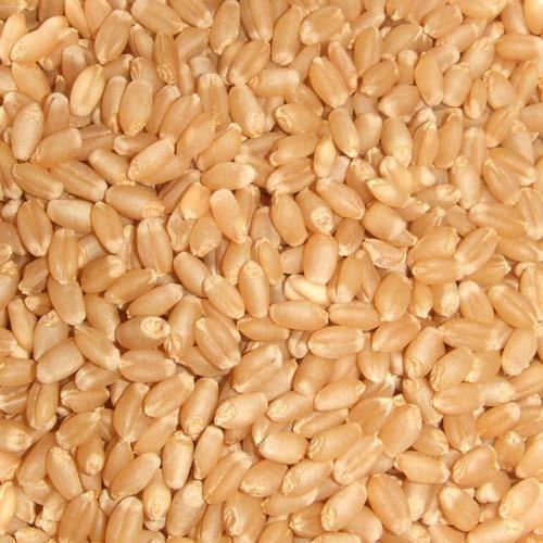 Wheet seeds from Patel Brothers