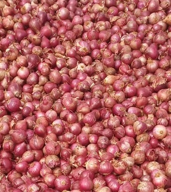 45mm Export Quality Onion from V Traders 