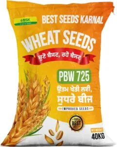 PBW 725 Wheat Seeds