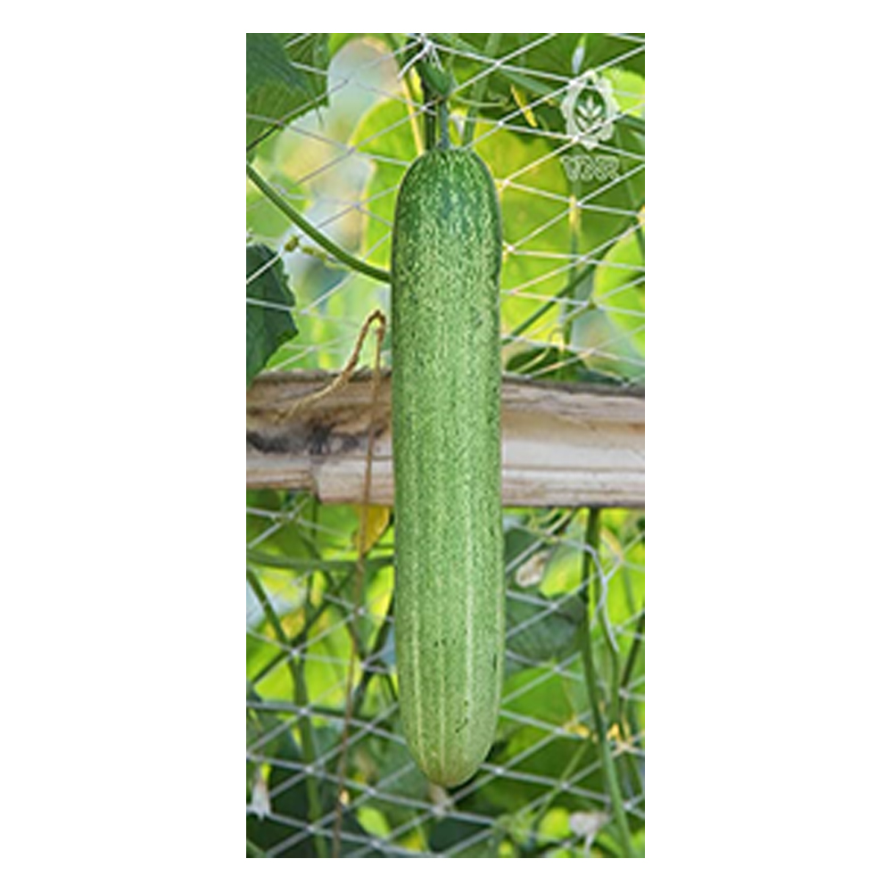 Cucumber VNR KRISH  from KissanPro