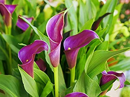 Calla Lilies Flower Plant from Planto Gallery E nursery
