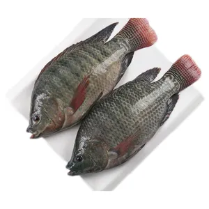 Tilapia-jalebi Fish  from OM SAKTHI FISH MARKET RETAIL & WHOLESALER