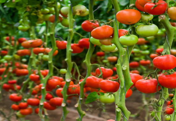 Fresh Export Quality Tomato from Harsha & Co